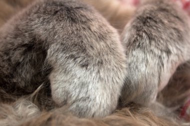 Tatlı bir şekilde sırt üstü uyuyan gri yavru kedi pençeleri katlanmış göğsüne