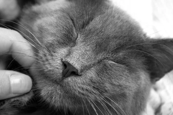 Šedé kotě spí sladce a ženské ruce škrábe jeho — Stock fotografie