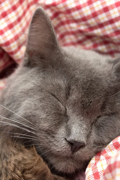 Gatito gris durmiendo dulcemente en la espalda, patas dobladas en el pecho —  Fotos de Stock