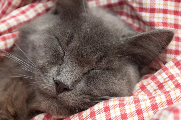 Gatinho cinzento dormindo docemente nas costas, patas dobradas no peito — Fotografia de Stock