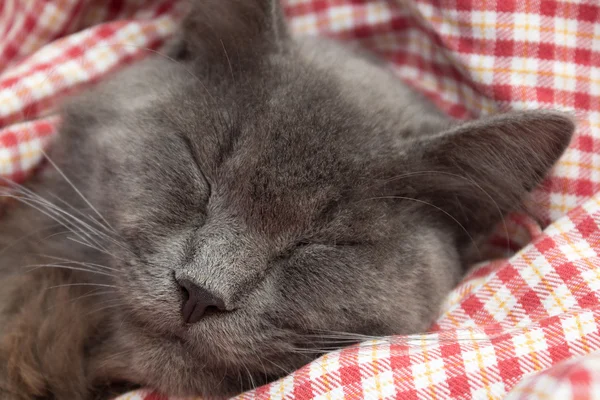 Gatinho cinzento dormindo docemente nas costas, patas dobradas no peito — Fotografia de Stock