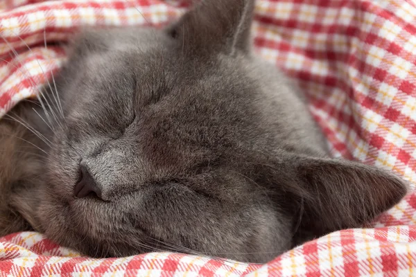Γκρι γατάκι που κοιμάται γλυκά στην πλάτη, πόδια διπλωμένα στο στήθος — Φωτογραφία Αρχείου