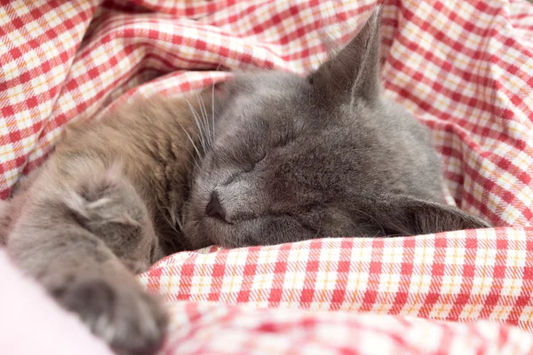 Gray kitten sleeping sweetly on back, stretched out paw — Stock Photo, Image