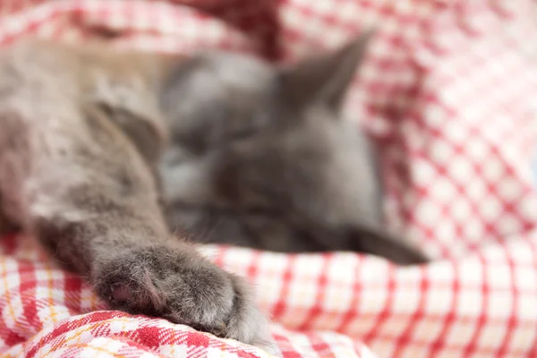 Gatinho cinzento dormindo docemente nas costas, pata esticada — Fotografia de Stock