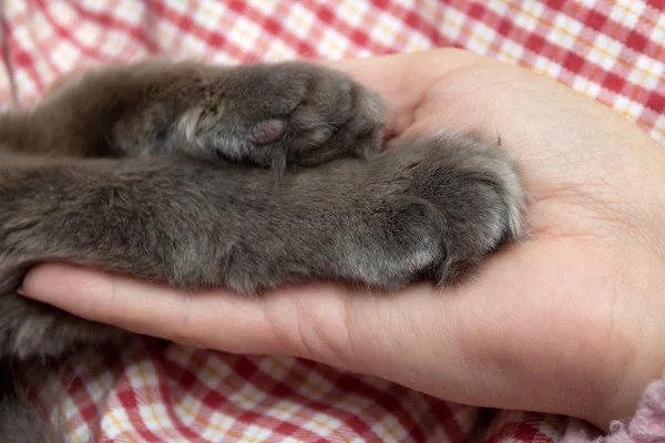 Morbide zampe grigie di gattino nel palmo delle donne, mano — Foto Stock