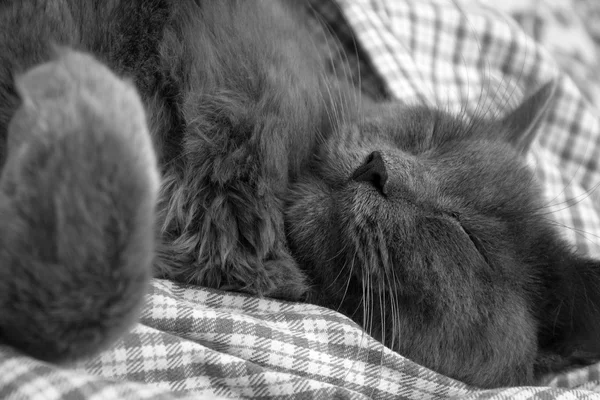 Gatito gris durmiendo dulcemente en la espalda, retorciendo la pata —  Fotos de Stock