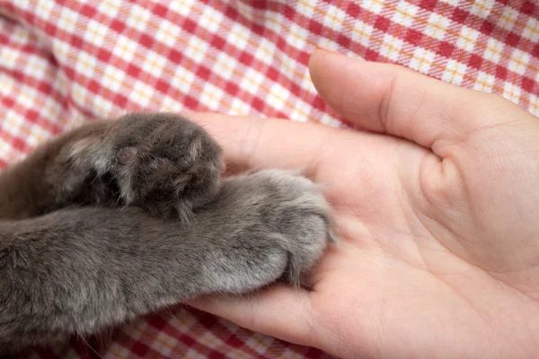 Patas de gatinho cinza fofo na palma da mão das mulheres — Fotografia de Stock