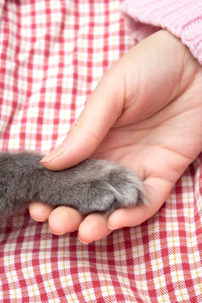 Flauschige graue Kätzchenpfote in der Handfläche der Frau, Hand — Stockfoto