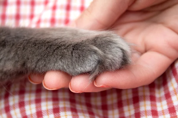 Fluffy gray kitten paw in the women's palm, hand — Stock Photo, Image