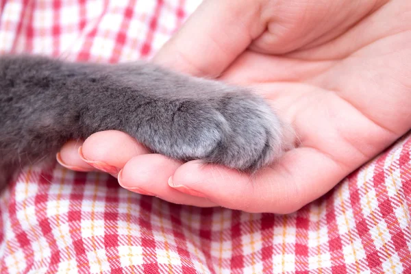 Kabarık Gri kedi pençe içinde kadınların palmiye, el