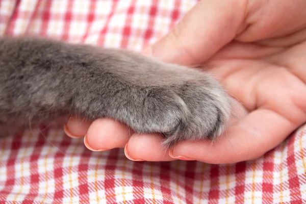 Morbida zampa grigia di gattino nel palmo delle donne, mano — Foto Stock