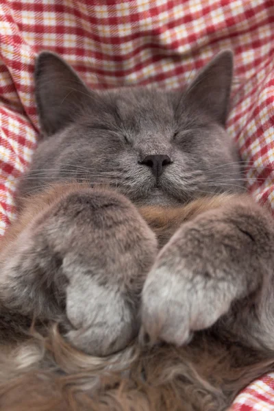 Gatito gris durmiendo dulcemente en la espalda, patas dobladas en el pecho —  Fotos de Stock