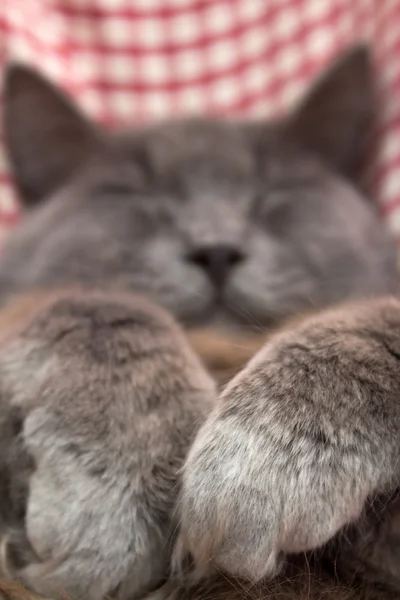 Γκρι γατάκι που κοιμάται γλυκά στην πλάτη, πόδια διπλωμένα στο στήθος — Φωτογραφία Αρχείου