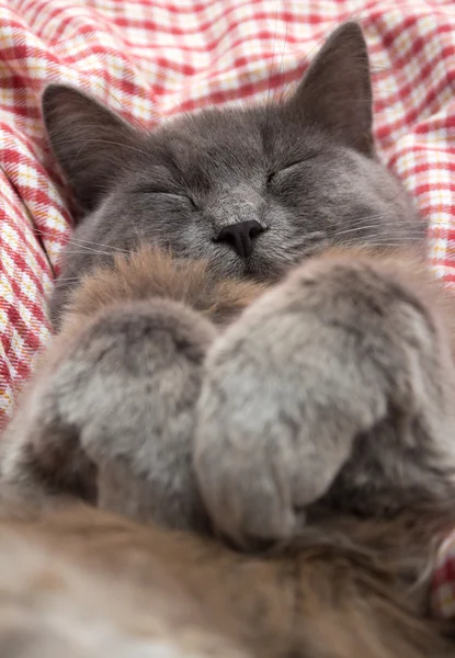 Gatinho cinzento dormindo docemente nas costas, patas dobradas no peito — Fotografia de Stock