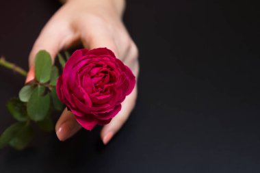 Bir siyah bir kadın elinde güzel kırmızı gül