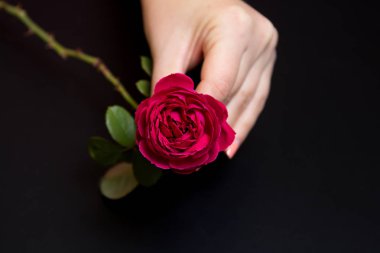 Bir siyah bir kadın elinde güzel kırmızı gül