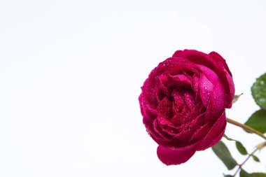 Güzel kırmızı çiğ damlaları ile - beyaz gül.