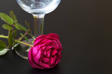 Cama yakın çiğ damlaları ile güzel kırmızı gül