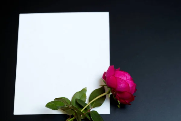 Hermosa rosa roja y una hoja blanca en blanco de papel —  Fotos de Stock