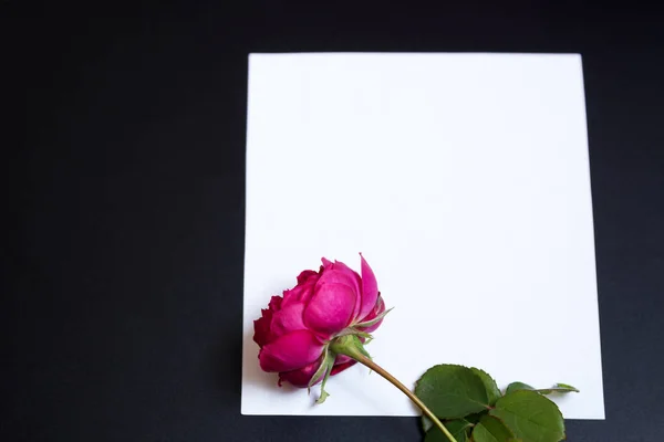 Hermosa rosa roja y una hoja blanca en blanco de papel —  Fotos de Stock