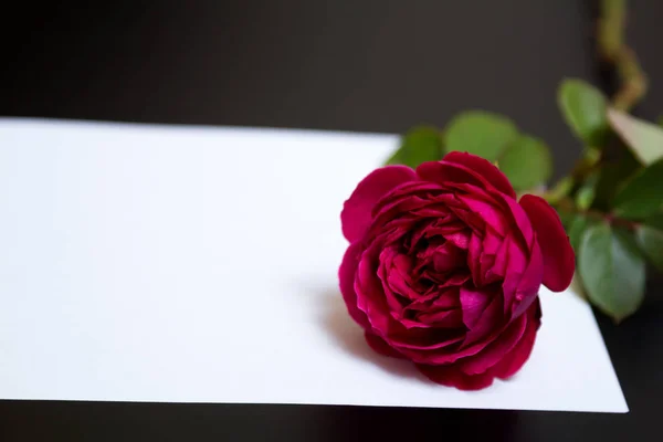 Прекрасна червона троянда і чистий білий аркуш паперу — стокове фото