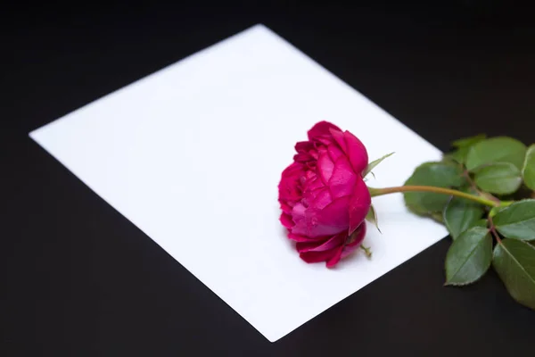 Прекрасна червона троянда і чистий білий аркуш паперу — стокове фото