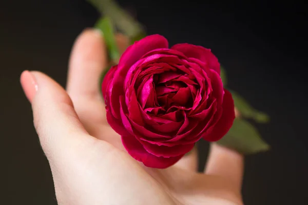 Beautiful red rose in a female hand on a black — Stock Photo, Image
