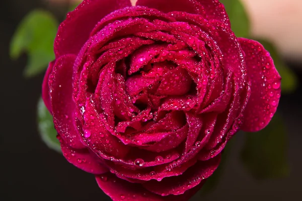Hermosa rosa roja con gotas de rocío en una mano femenina - en un negro — Foto de Stock