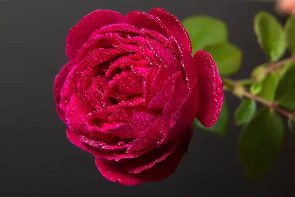 Belle rose rouge avec des gouttes de rosée - sur un noir — Photo