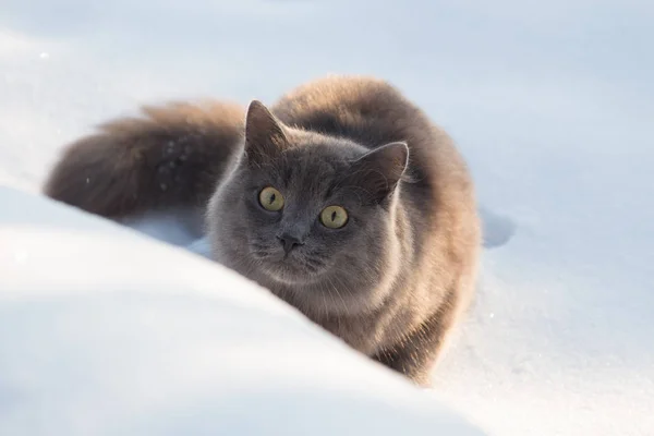 フワフワのグレーの猫の肖像画 slinks し、雪の中で狩り — ストック写真