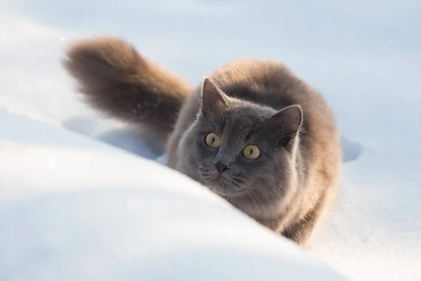 Kabarık Gri kedi portresi gider ve karda AVI