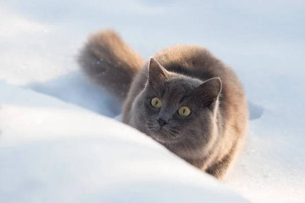 Retrato de felinos cinzentos macios e caça na neve — Fotografia de Stock