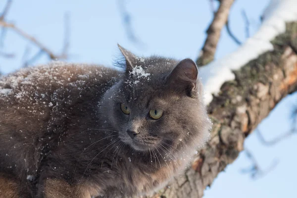 Porträt einer flauschigen grauen Katze auf einem Baum mit Schnee — Stockfoto