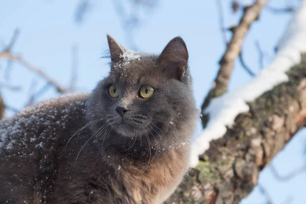 Retrato de gato cinza fofo em uma árvore com neve — Fotografia de Stock