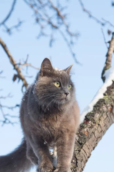 Kar bir ağaç pofuduk Gri kedi portresi — Stok fotoğraf