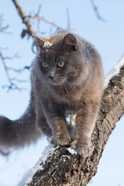 Портрет пушистой серой кошки на дереве со снегом — стоковое фото