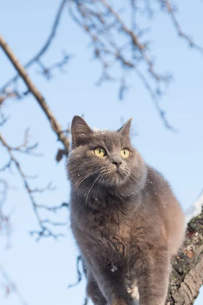 Porträt einer flauschigen grauen Katze auf einem Baum mit Schnee — Stockfoto