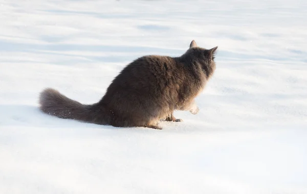Porträt einer flauschigen grauen Katze im Schnee — Stockfoto