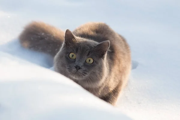 Портрет Пушистой Серой Кошки Охоты Снегу Зимой — стоковое фото