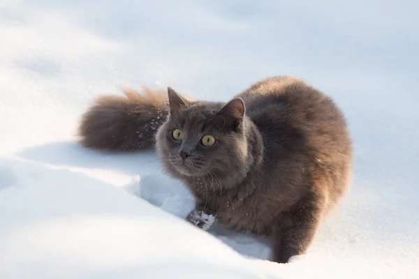 Портрет пушистой серой кошки и охоты в снегу — стоковое фото