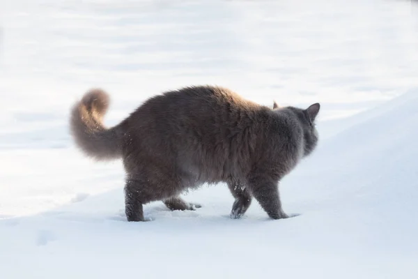 Porträt einer flauschigen grauen Katze im Schnee — Stockfoto