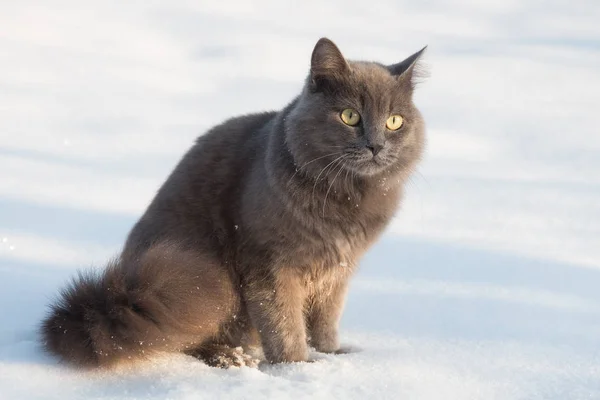 Retrato de gato cinza fofo na neve — Fotografia de Stock