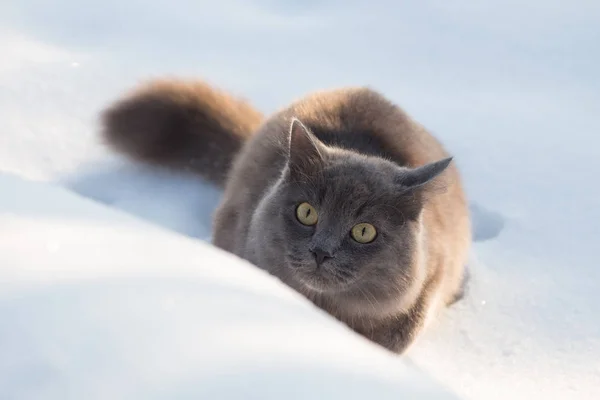 Портрет пушистой серой кошки и охоты в снегу — стоковое фото