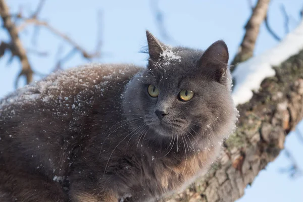Potret kucing berbulu abu-abu di pohon dengan salju — Stok Foto