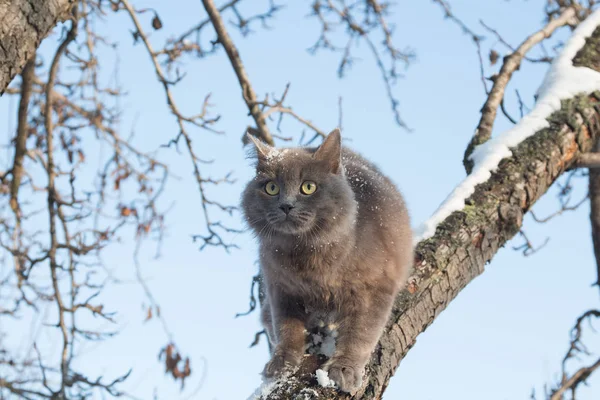 Porträt einer flauschigen grauen Katze auf einem Baum mit Schnee — Stockfoto