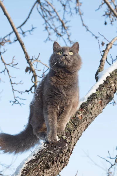 Kışın Kar Bir Ağaç Pofuduk Gri Kedi Portresi — Stok fotoğraf