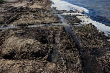 Kirli kıyı suları - yok olma ve dünya hastalığında