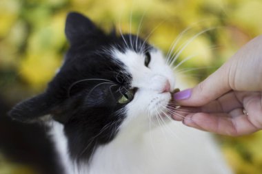 Siyah beyaz kedi elleriyle besleniyor - sonbahar