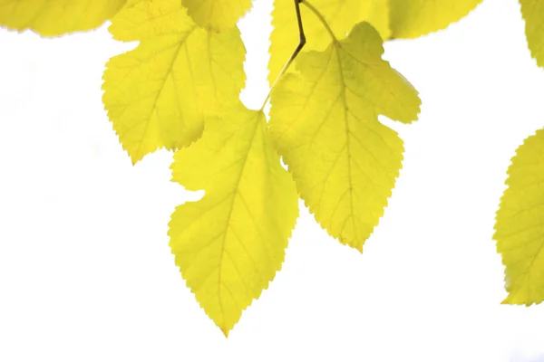 Gelbe Maulbeerblätter auf weißem Hintergrund - isolieren — Stockfoto