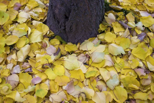 Gelbe Aprikosenblätter auf dem Boden um den Baum - Herbst — Stockfoto